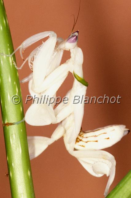 hymenopus coronatus.JPG - Hymenopus coronatusMante-orchidéeOrchid MantisDictyoptera, MantidaeMalaisie